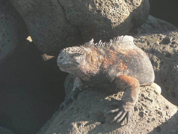 160- Iguane 